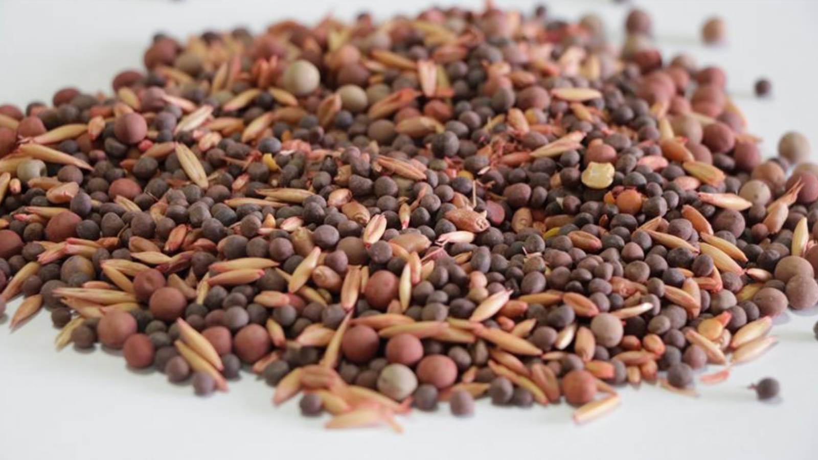 bakanyumaklidanisrail tohumu iddialarina yanit J5Ijwi5b