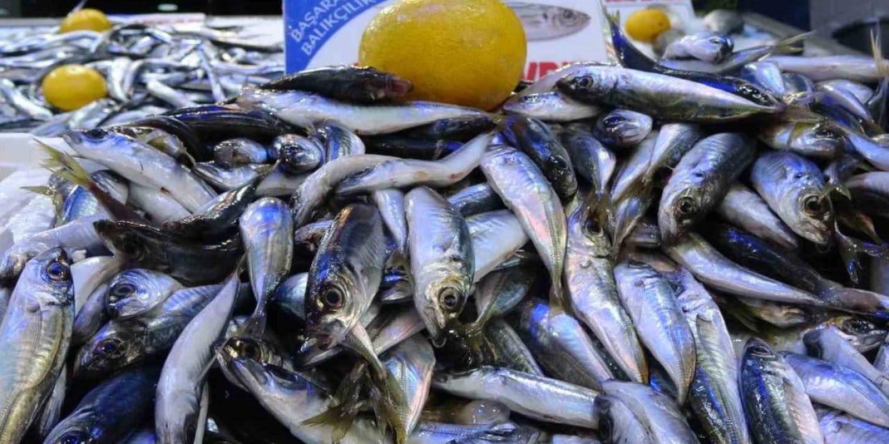 karadenizde bu yil palamut yok ama telasa gerek yok istavrit var cebinize uygun hamsiyi bekleyin 3z1lqM4R