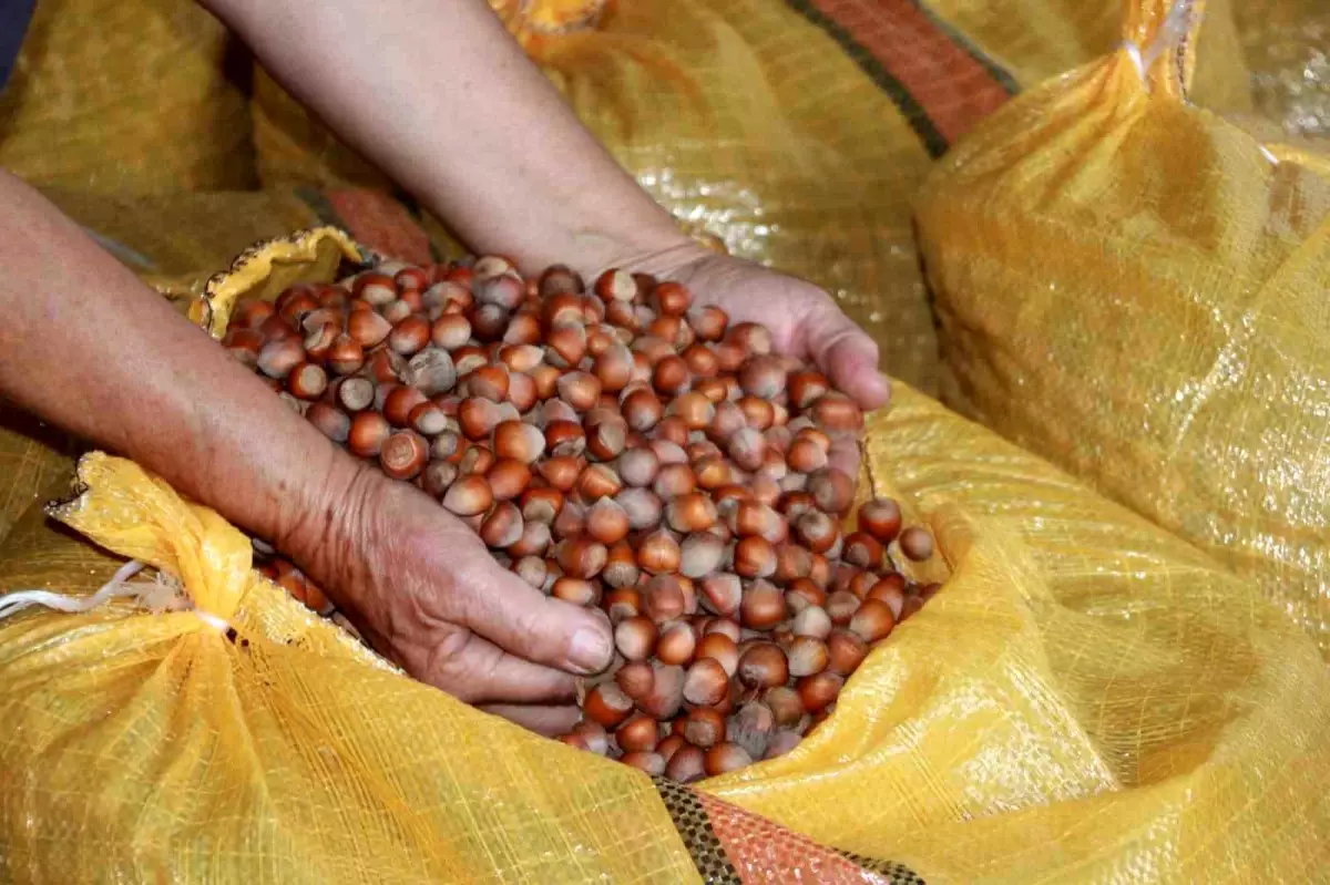 orduda findik ureticileri fiyat artisini bekliyor dJRXv8JD