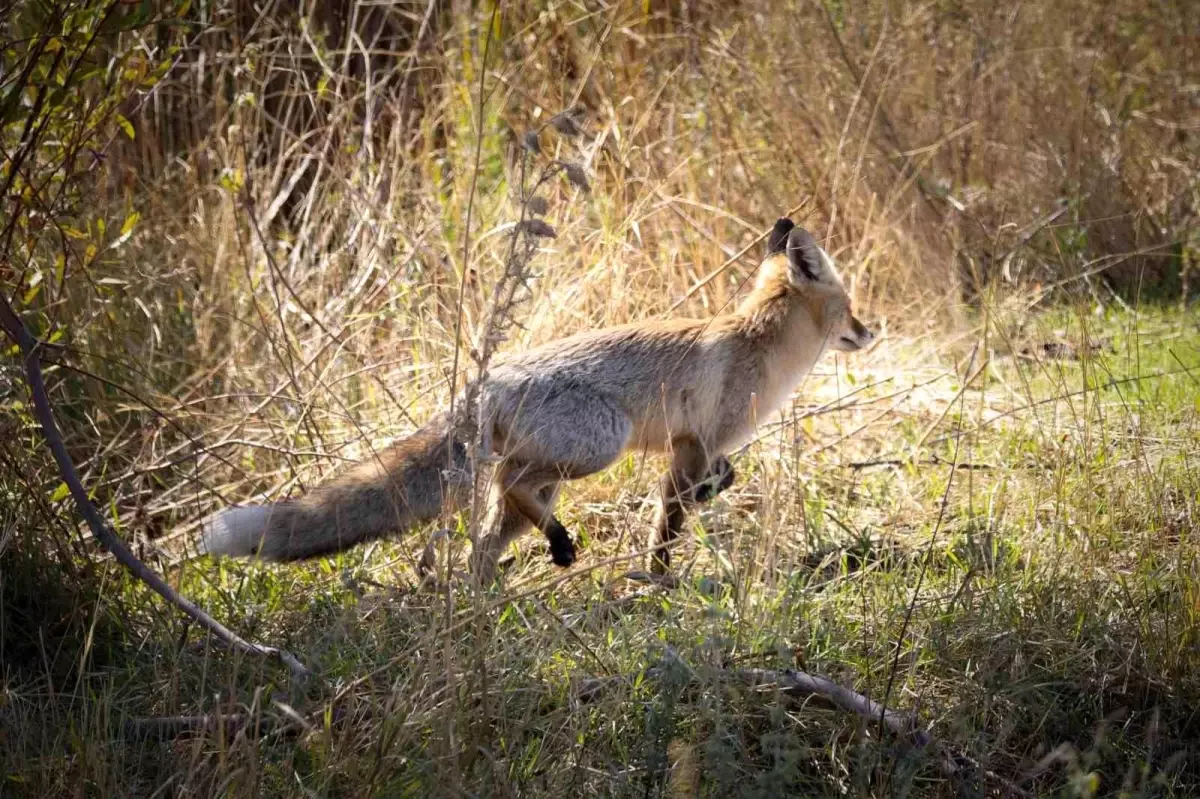 bingolde yiyecek arayan kizil tilki goruntulendi xYHy5d1n.jpg