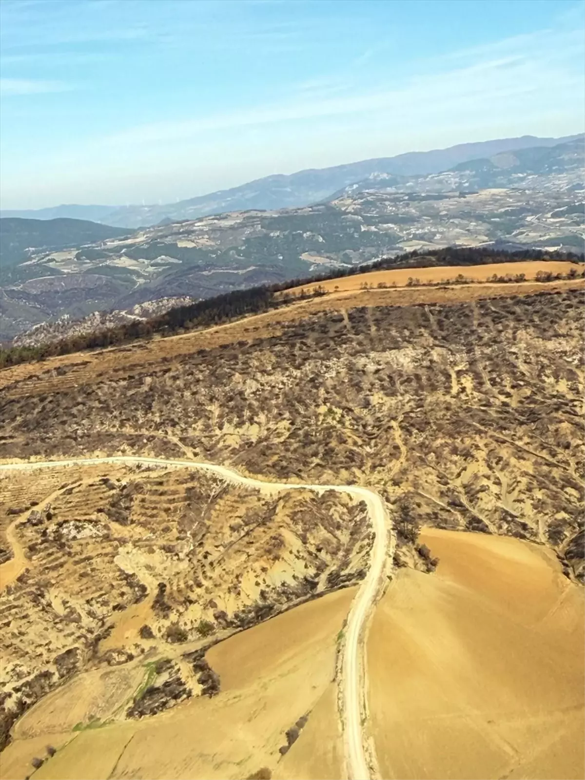 bilecikte orman yanginlari sonrasi yeniden agaclandirma calismalari basladi OlmyGbX9.jpg