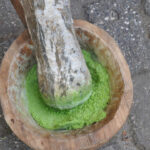 Zuzubak Otu: Akciğer Sağlığının Doğal Kaynağı ve Köylülerin Gelir Kapısı