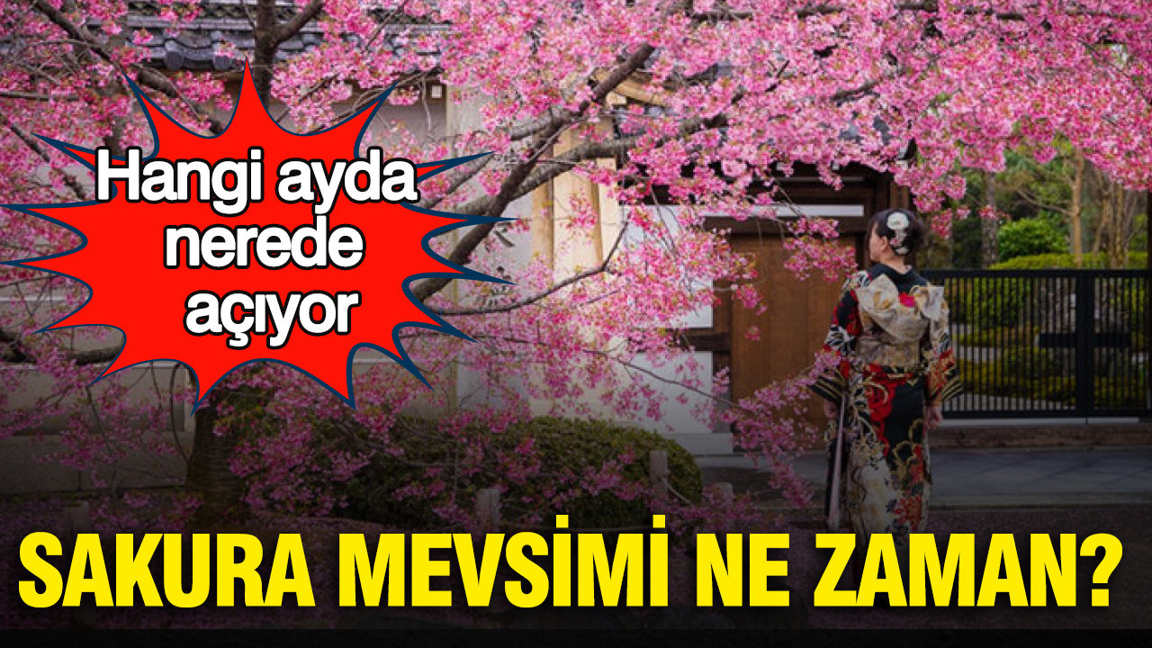Sakura Mevsimi Nedir? Hangi Ayda Nerelerde Çiçek Açıyor?